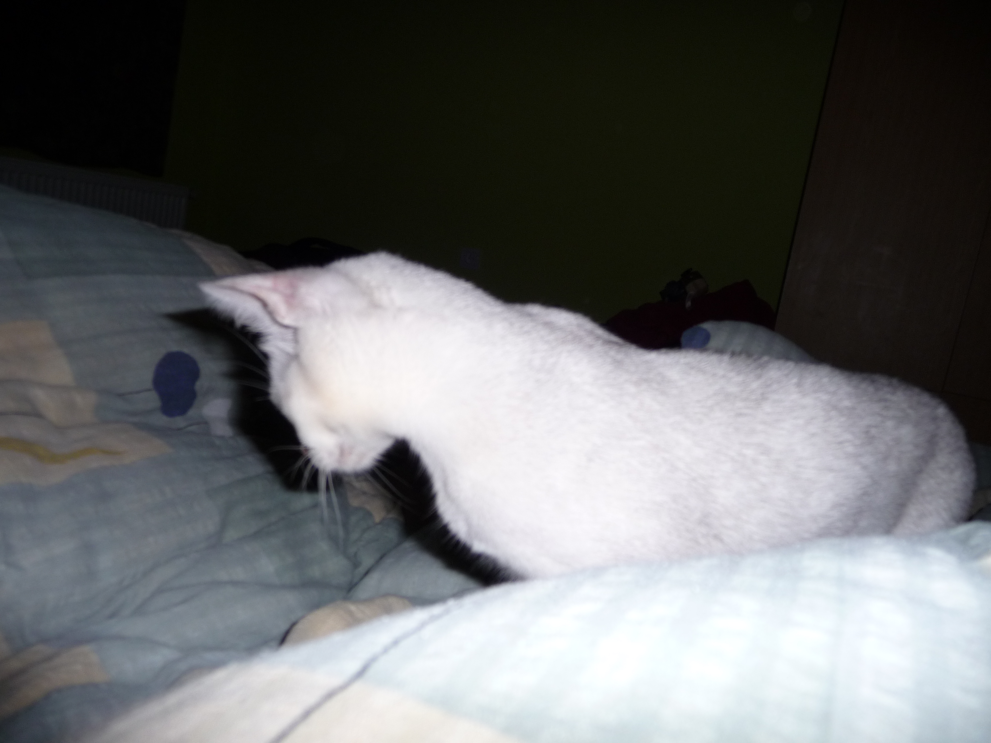 P1000334.JPG